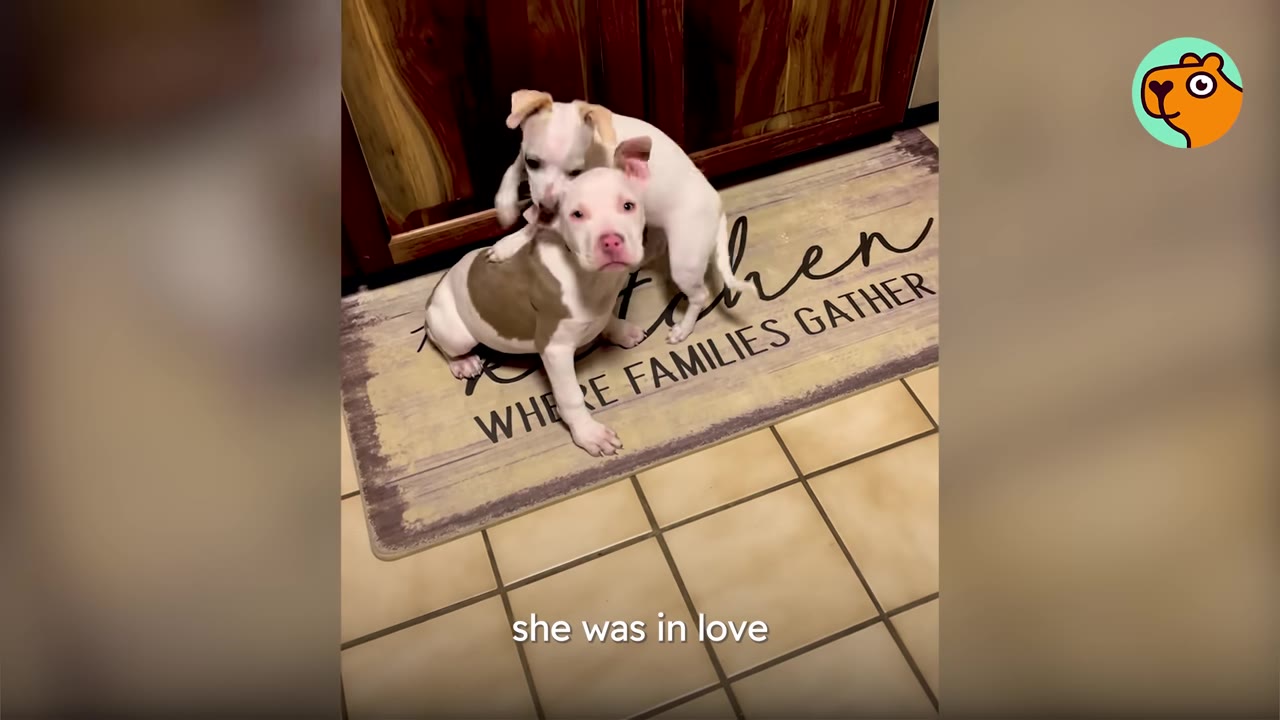A white and brown pit bull puppy sitting on a rug on a tiled floor while a small white puppy leans over its back.