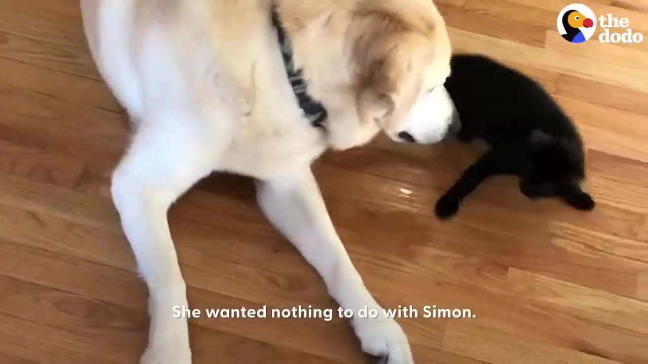 A large yellow dog looking down at a tiny black kitten on a wooden floor.