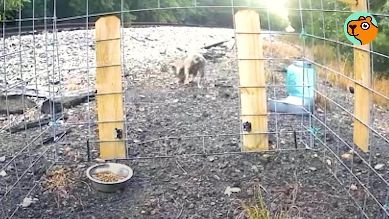 A dog standing outside the open entrance of a wire cage trap set up near railroad tracks.