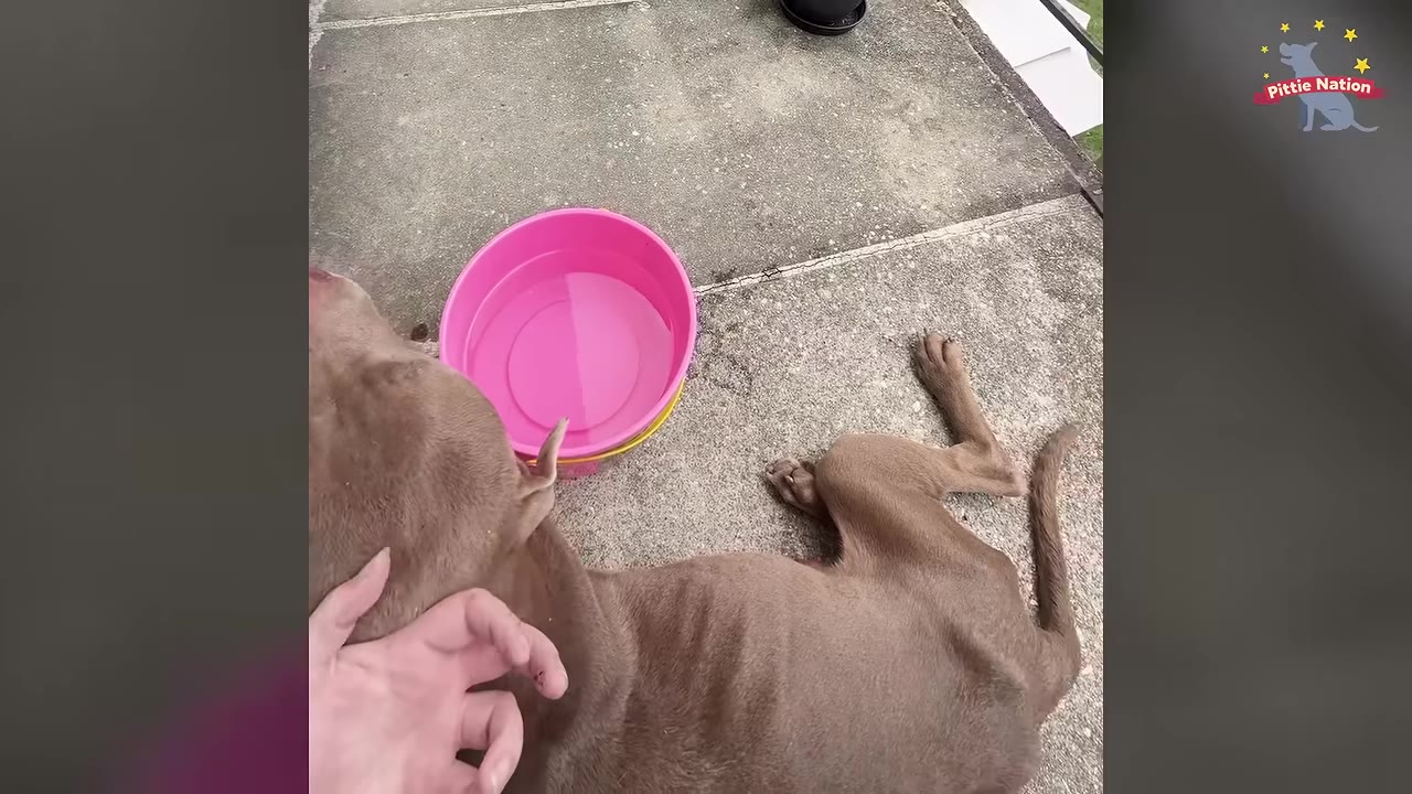 An emaciated brown dog lies exhausted on a concrete surface next to a pink bowl of water, while a person's hand gently pets its neck.