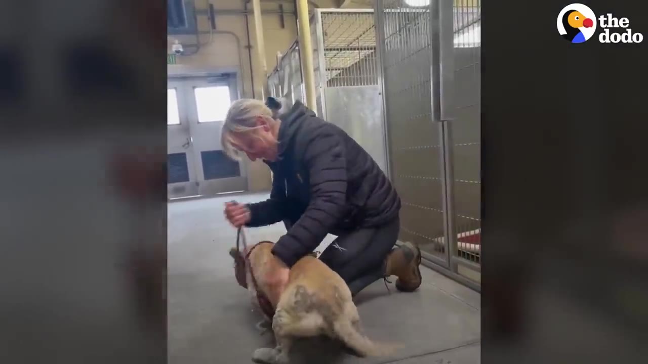 A woman kneeling on the floor of a shelter hallway next to a small tan dog on a leash.