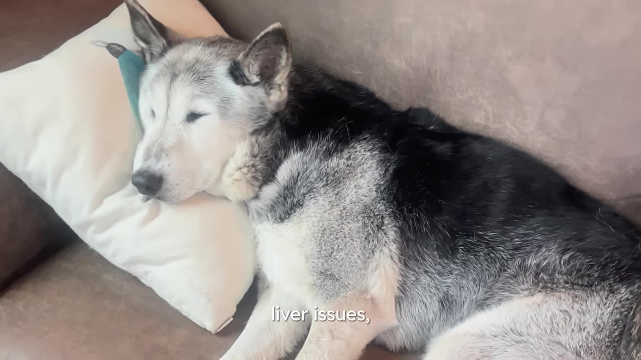 A senior husky sleeping resting her head on a white pillow on a couch.