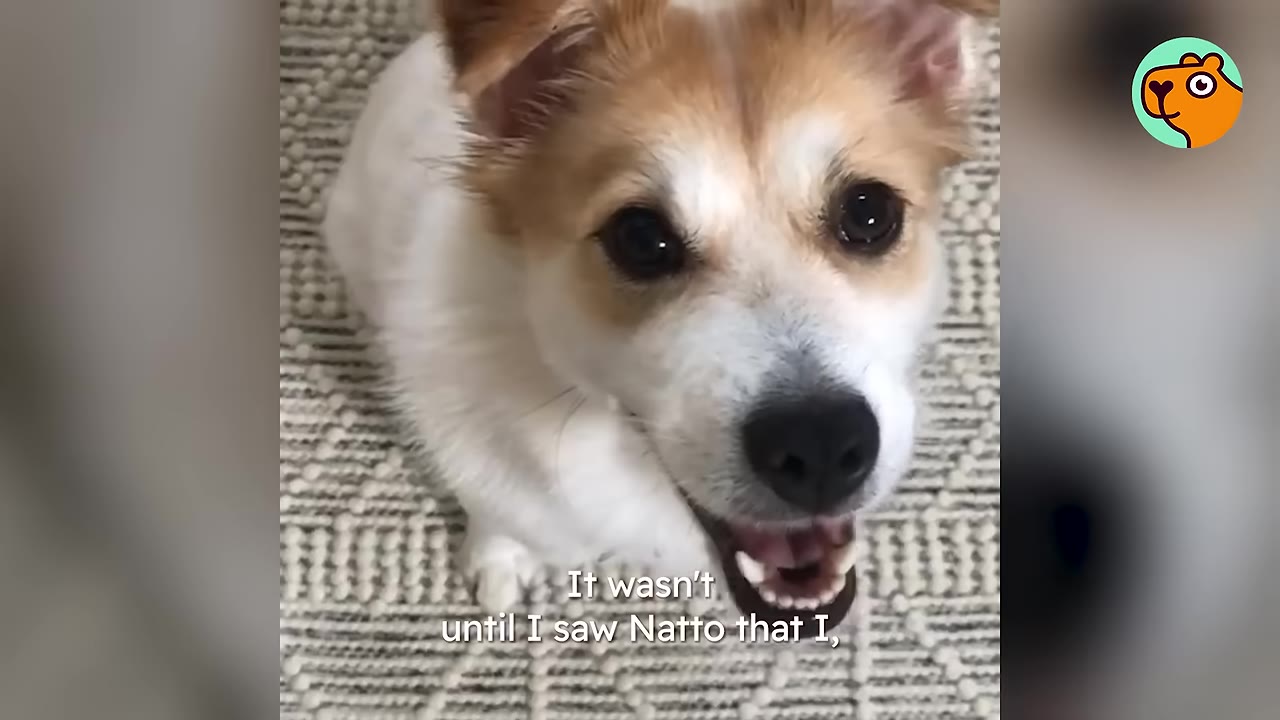 A close-up shot of a small white and tan dog with its mouth slightly open looking up towards the camera while sitting on a patterned rug.