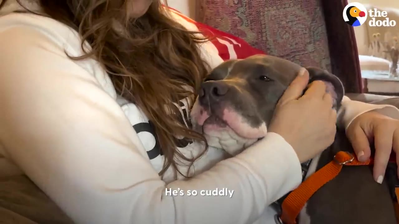 A gray and white pit bull mix rests its head on a person's chest while being gently petted on the couch.