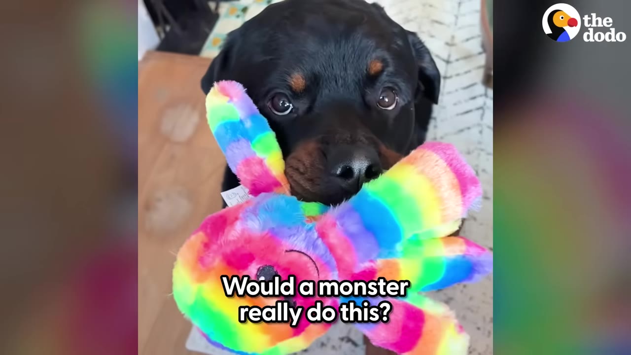 A close-up of a Rottweiler looking up with wide, gentle eyes while holding a colorful rainbow plush toy in its mouth.