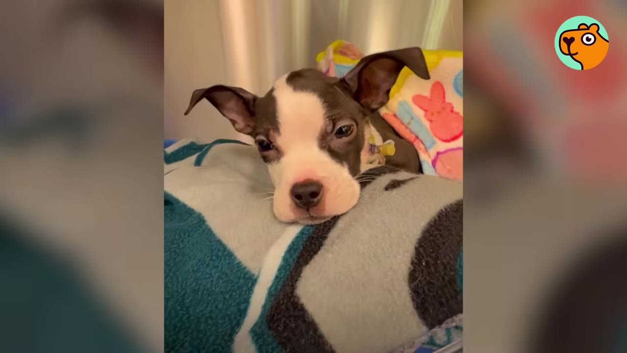 A small black-and-white puppy resting her chin on a patterned blanket with wide, cautious eyes.