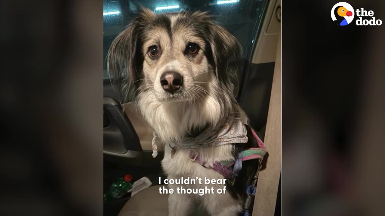 A medium-sized fluffy dog wearing a patterned bandana and harness sitting in a car seat looking toward the camera.