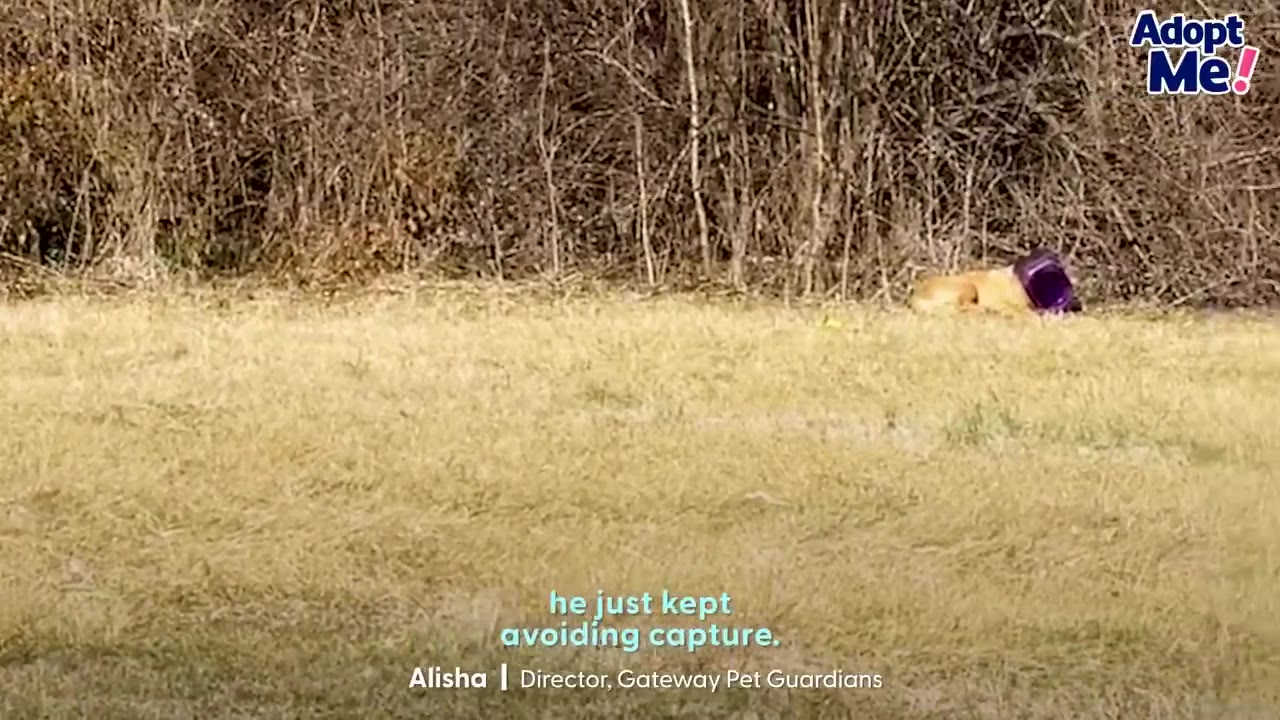 A tan dog lying in a grassy field near bushes with its head stuck inside a purple plastic container.