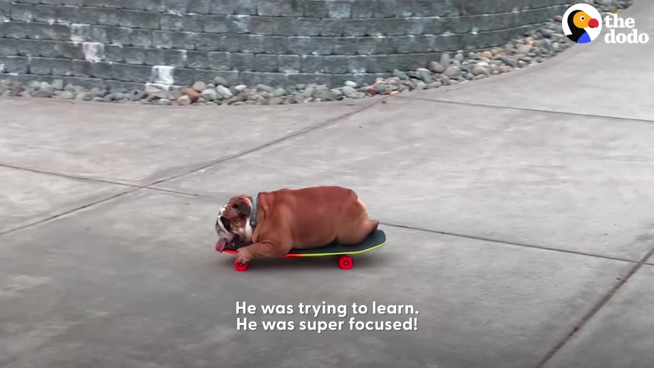 An English bulldog lying down on a skateboard with red wheels as it rolls across a concrete pathway.