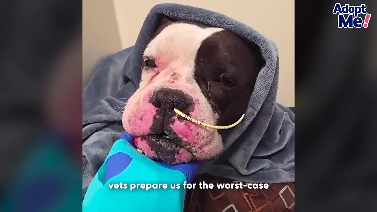 A black and white bulldog with severe facial swelling and a nasal tube is wrapped in a grey blanket, with a gloved hand gently holding its chin.