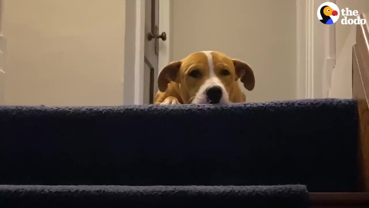 A tan and white dog peers hesitantly down from the top of a carpeted staircase.