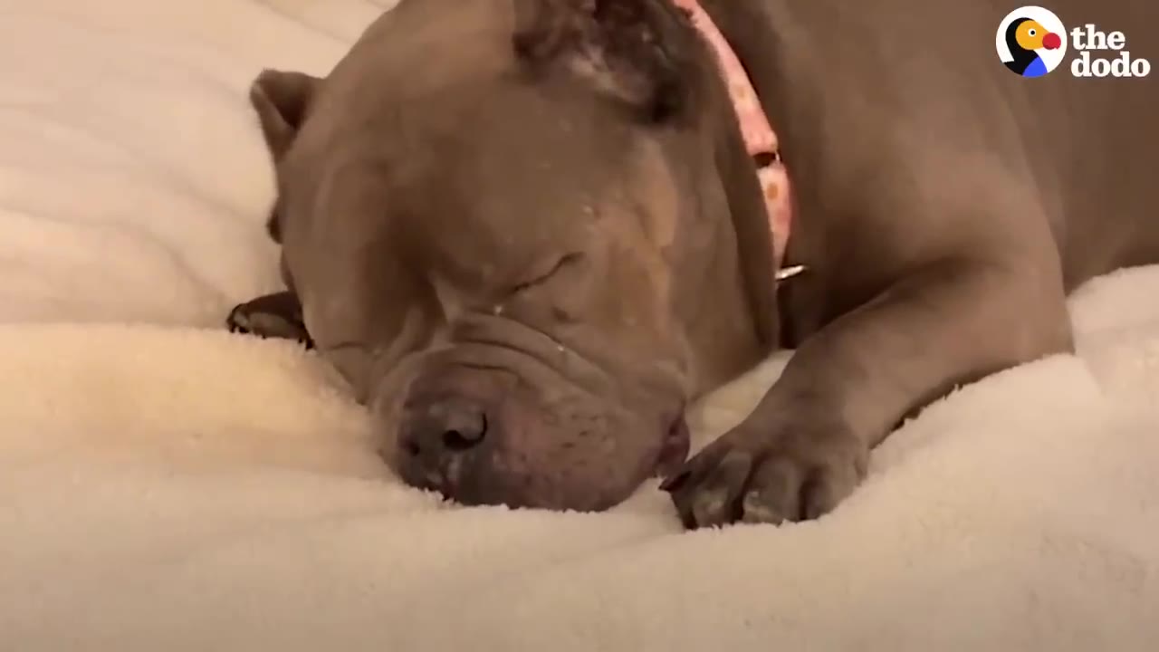 A gray pit bull sleeping peacefully with eyes closed on a soft blanket.