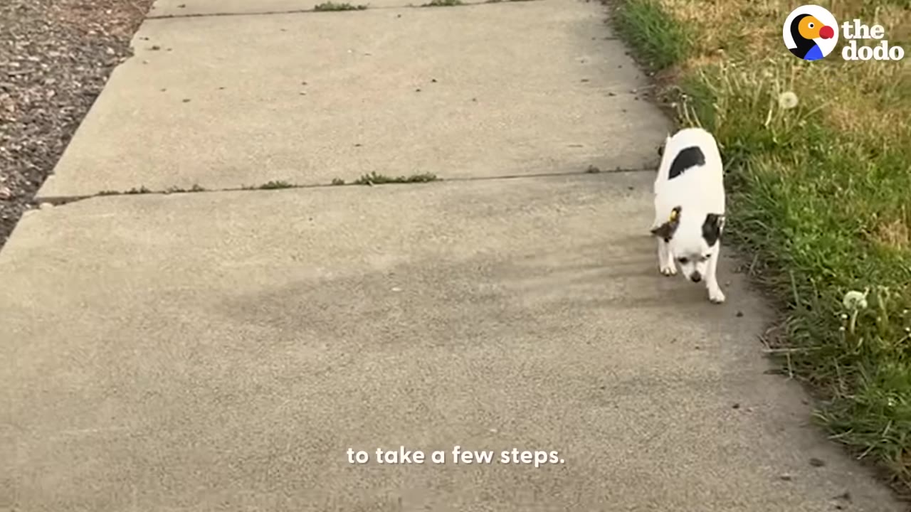 A small black and white dog walks along a concrete sidewalk next to a grassy patch.