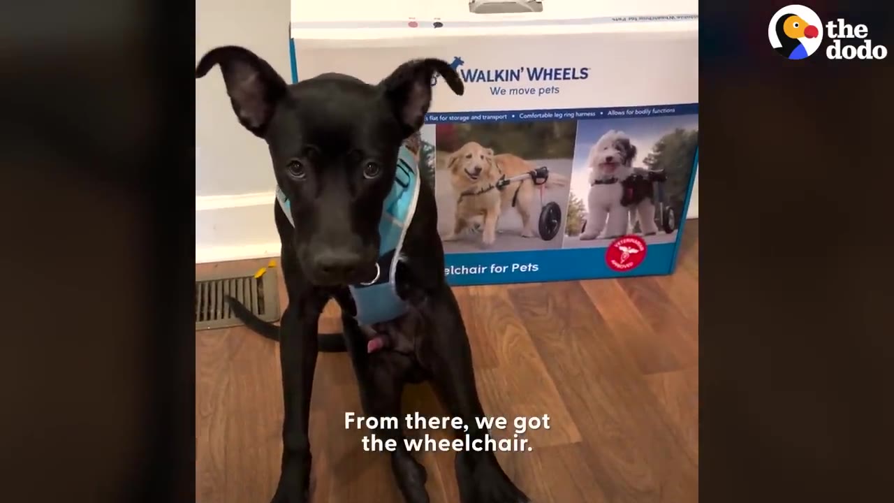A black dog wearing a blue harness sits in front of a Walkin' Wheels wheelchair box.