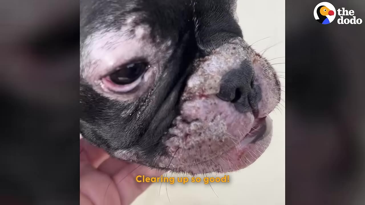 A close-up of a small black dog's face, showing healing skin and scabs around his muzzle and eyes as a hand gently supports his chin.