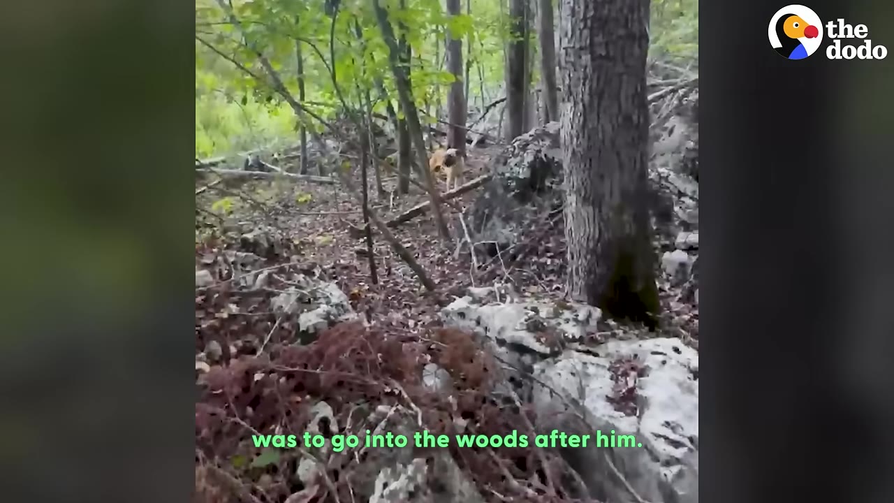 A tan dog stands in the distance amidst trees and rocky ground in a wooded area.