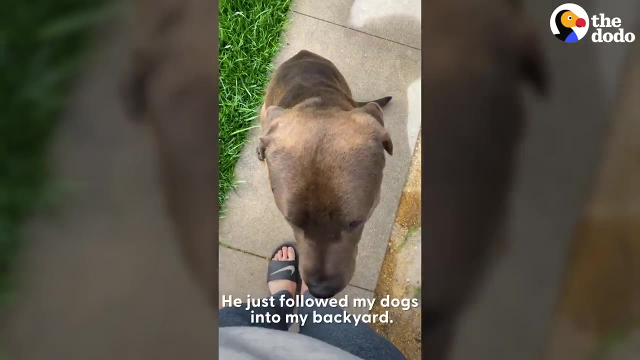 A brown dog standing on a concrete path next to a person's foot wearing a slide sandal, with text overlay reading 'He just followed my dogs into my backyard.'