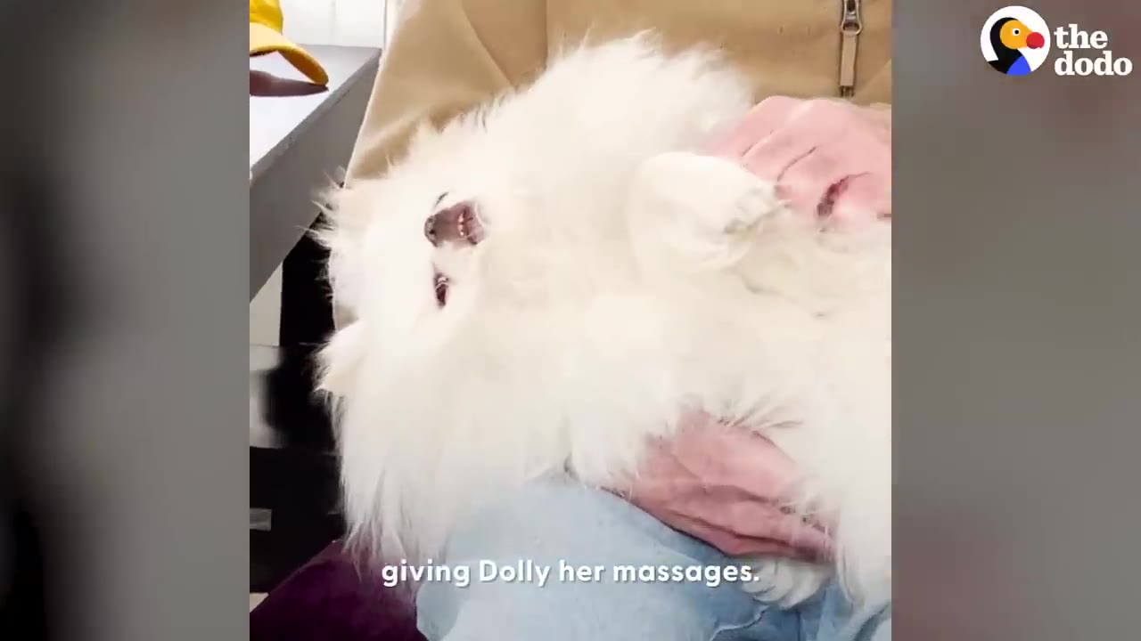 A fluffy white Pomeranian dog named Dolly lies on her back in a person's lap, looking relaxed while receiving a massage.