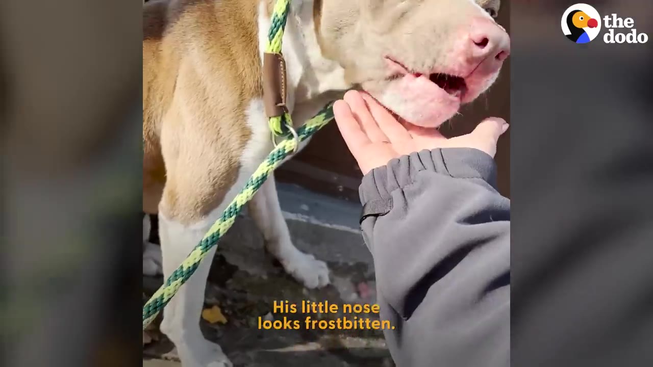 A close-up of a dog's pink nose and mouth being gently supported under the chin by a person's hand.
