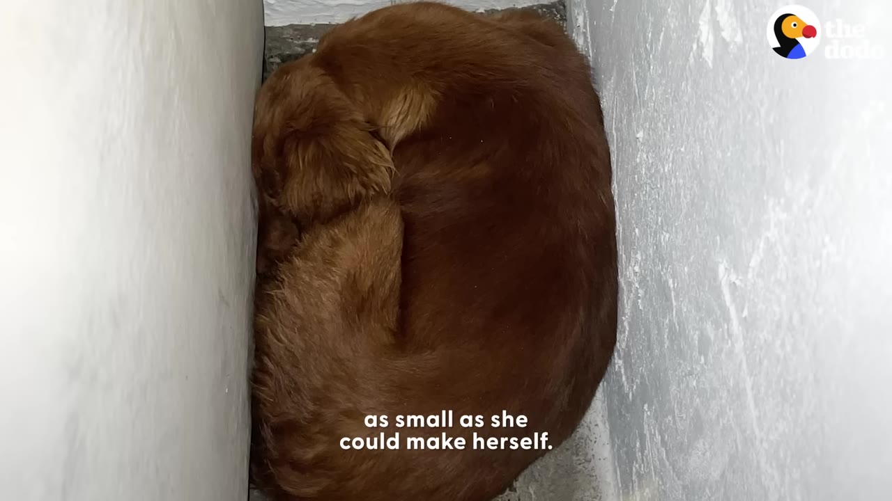 A brown dog curled up tightly in a narrow space between two walls.
