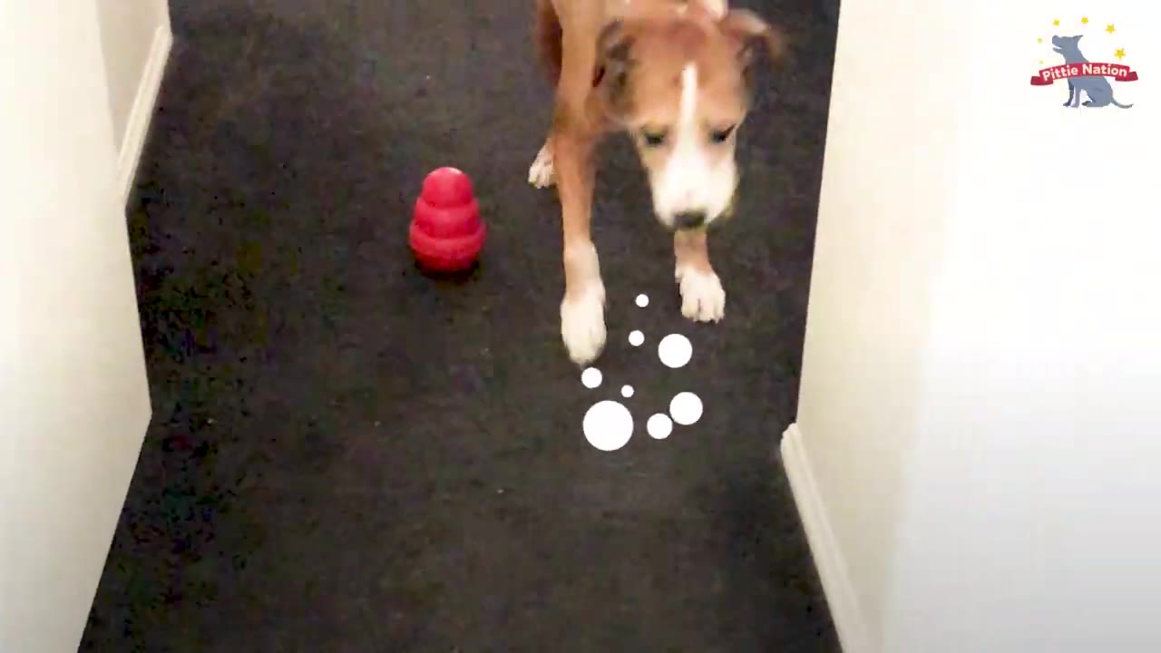 A tan and white dog hesitates in a narrow dark-carpeted hallway next to a red toy.