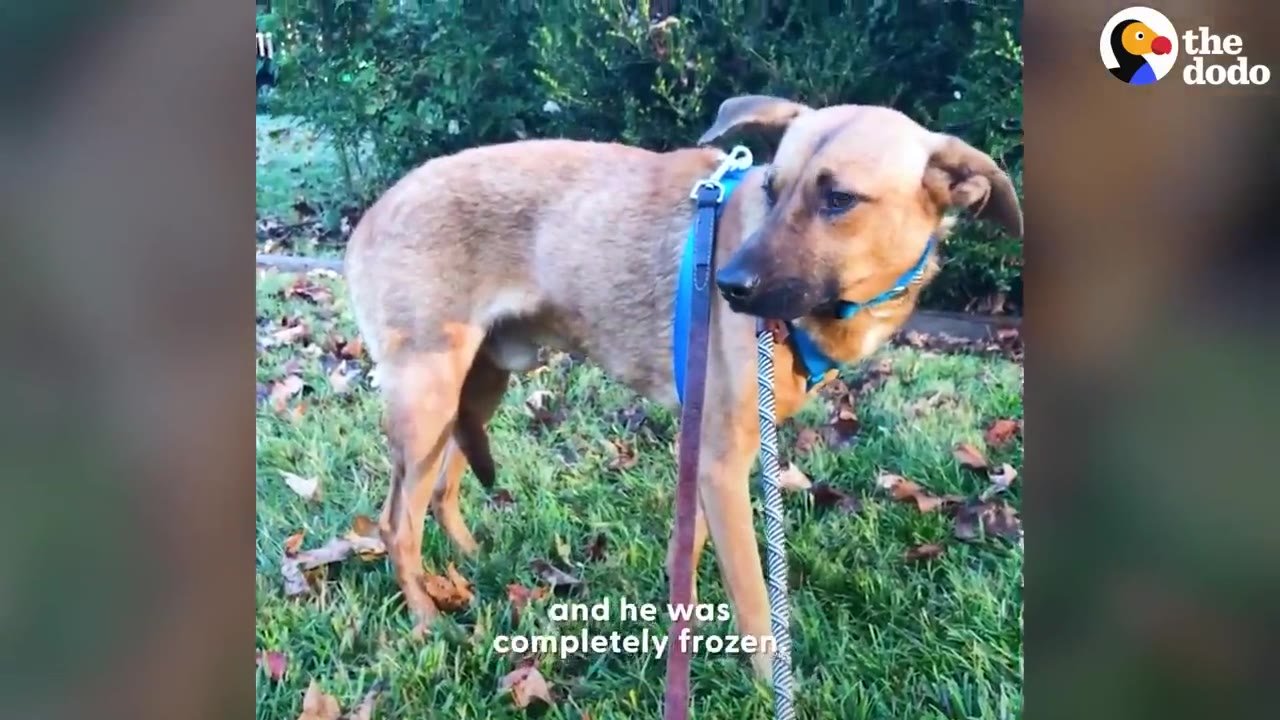 A brown dog wearing a blue harness stands frozen on a grassy lawn, looking anxious.