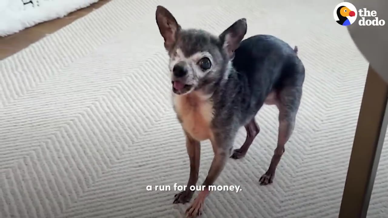 A small, senior Chihuahua-mix dog stands on a light-colored patterned rug, looking up with an alert expression and its mouth slightly open.