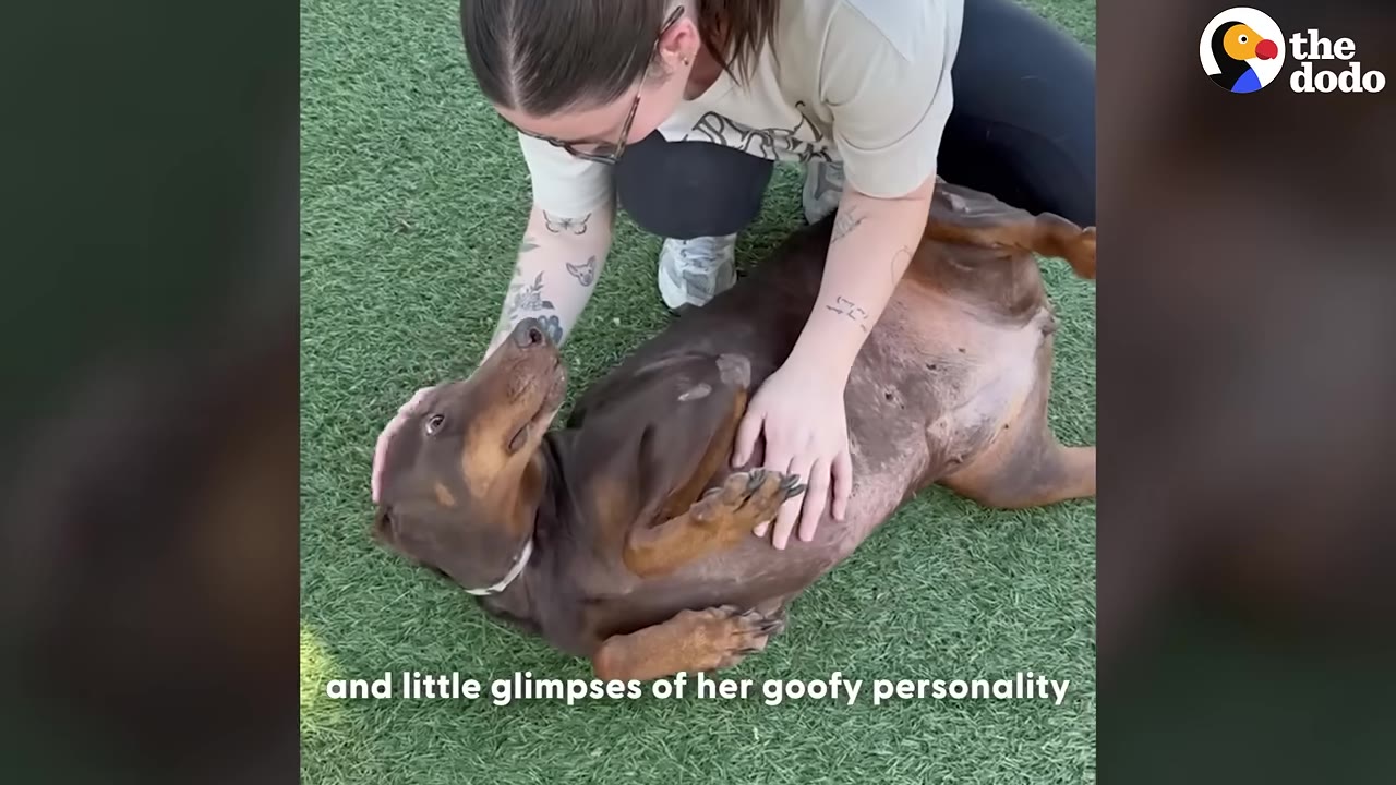 A brown Doberman dog lies on its back on green turf, looking up playfully as a woman kneels beside it and rubs its belly.