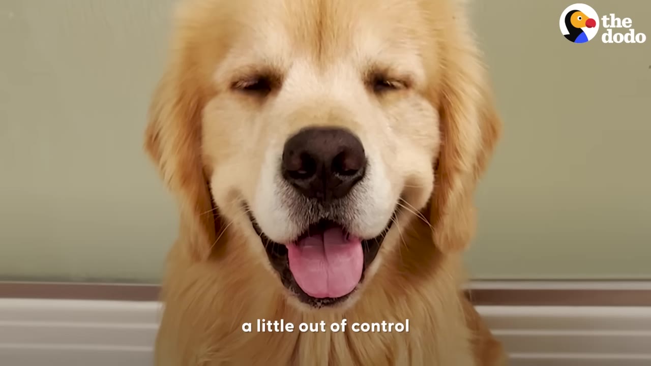 A close-up view of a smiling golden retriever with its eyes gently squinted shut and tongue sticking out.