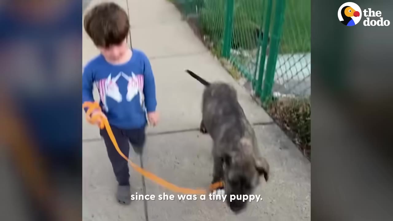 A young boy in a blue long-sleeve shirt walks a dark brindle puppy on an orange leash along a sidewalk.