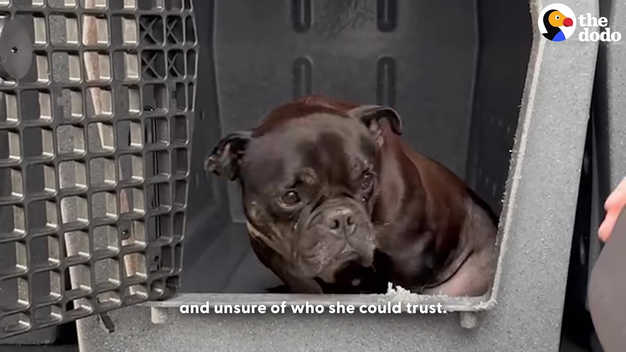 A small, dark-colored dog with a worried expression sits huddled inside a grey plastic pet crate.