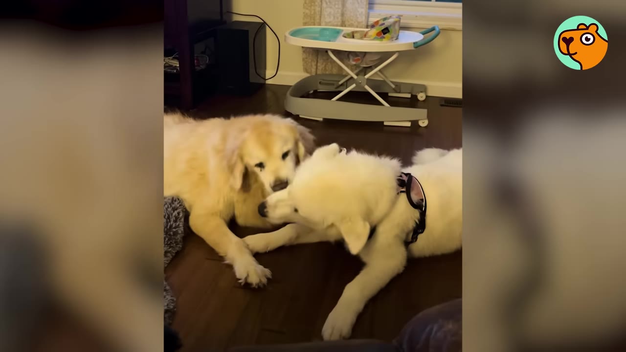 A golden retriever and a white dog lying on a wooden floor gently interacting.