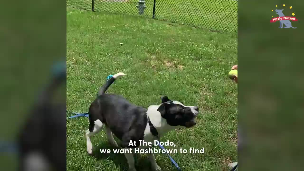 A black and white pit bull mix standing on a grassy lawn near a tennis ball.