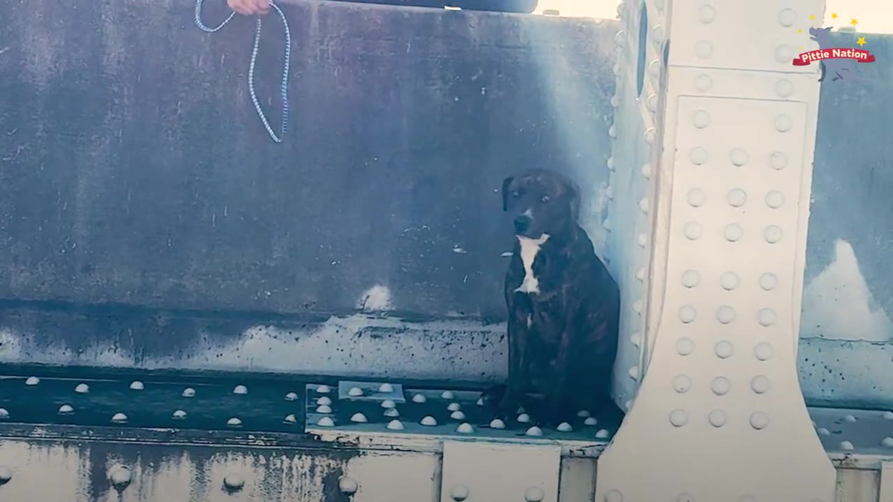 A brindle and white dog sits tucked against a metal structural beam on a bridge while a leash is lowered from above.