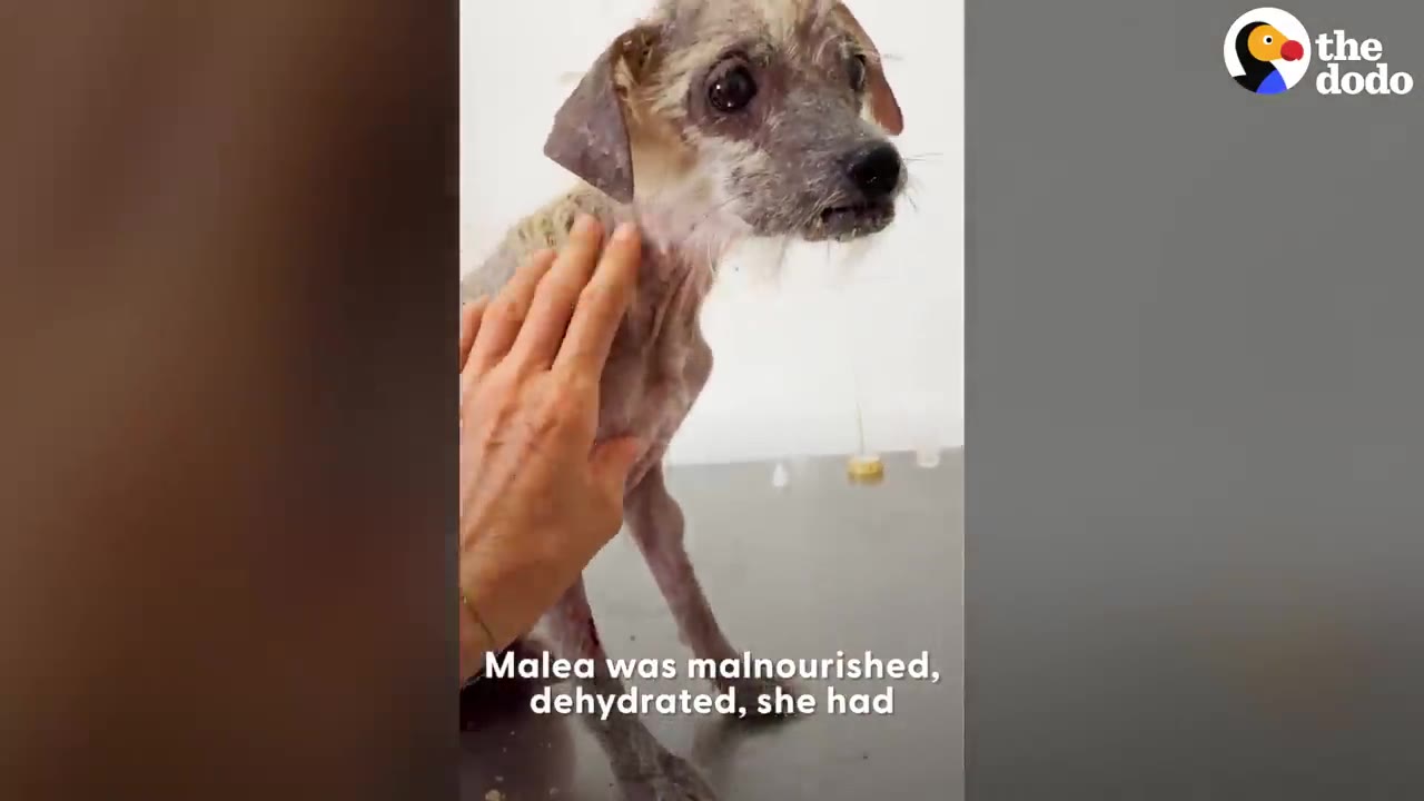 A frail, thin dog with severe hair loss standing on an examination table while a person gently pets her neck.
