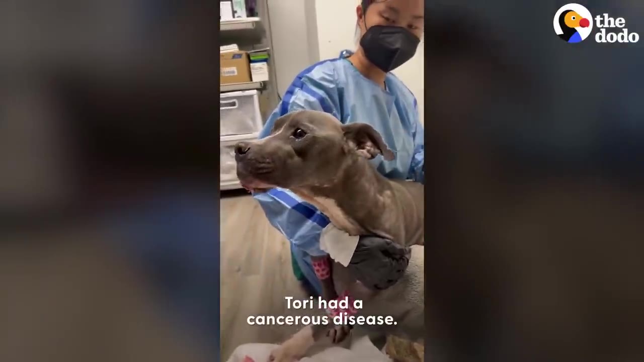 A grey dog named Tori sitting on an exam table while being held by a veterinary staff member in blue medical scrubs and a mask.