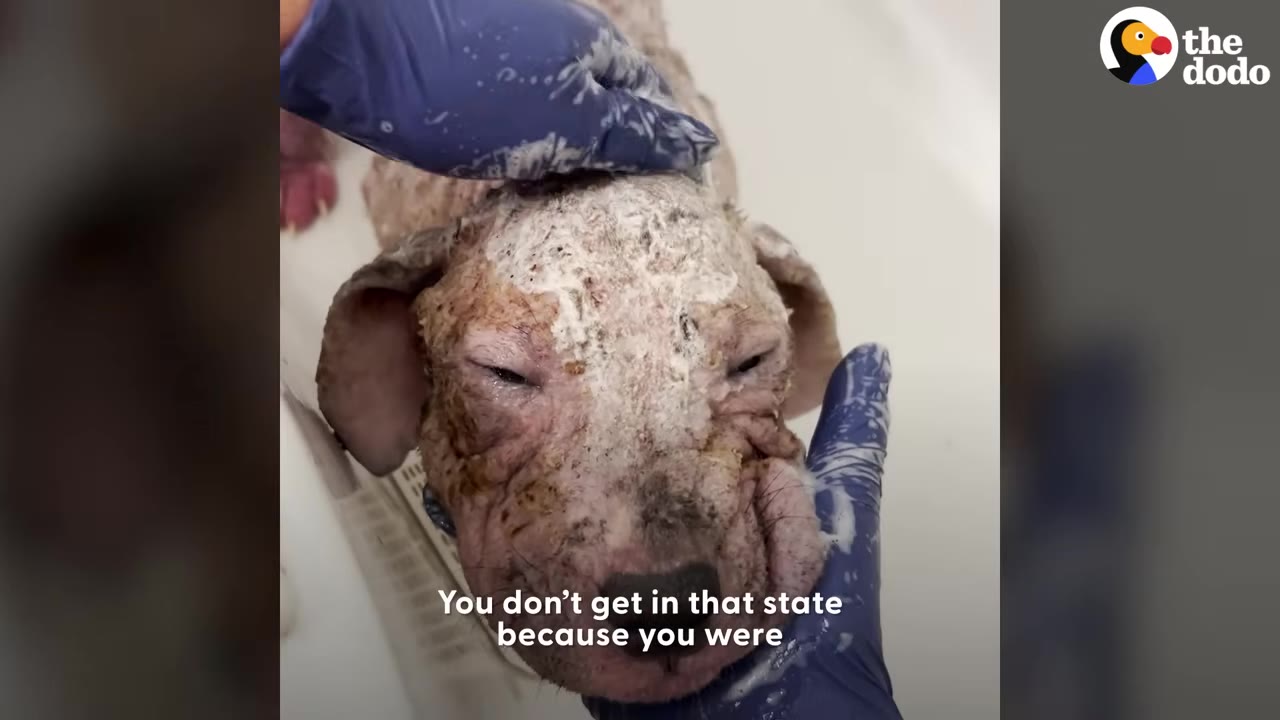 A close-up of a small puppy with severe skin issues being gently washed with soapy gloved hands in a bathtub.