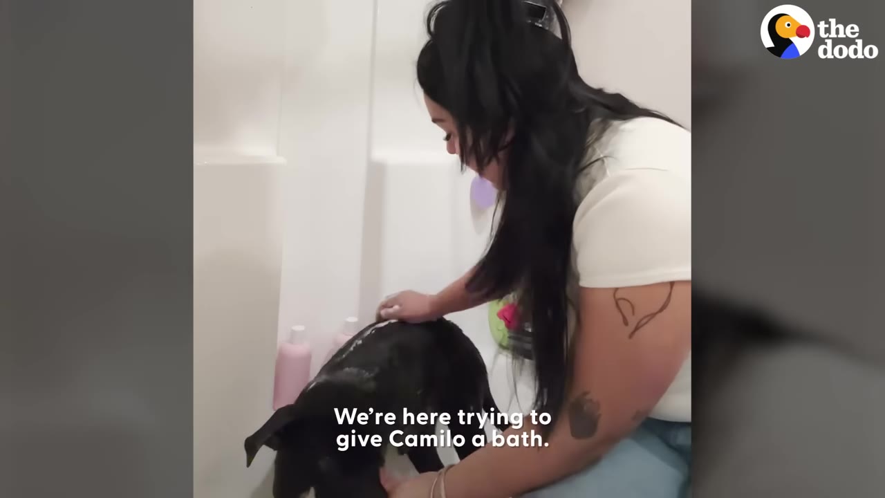 A woman washing a small black dog in a white bathtub.