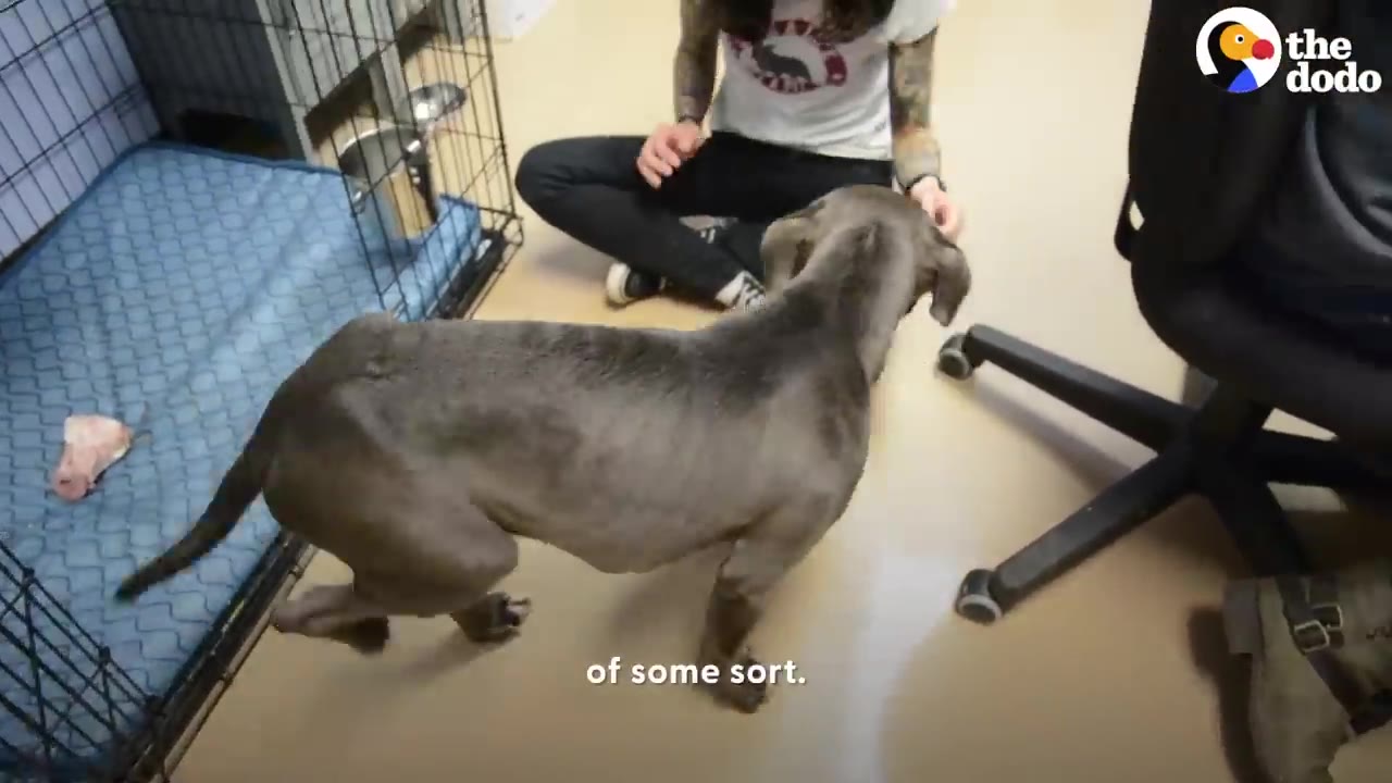 A thin, grey dog with its spine visible stands on a light-colored floor next to a person sitting cross-legged.