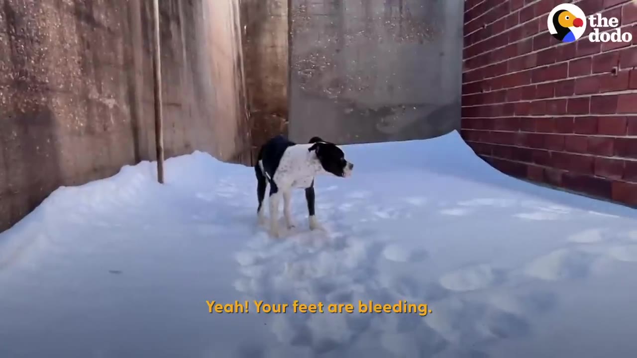 A black-and-white dog standing alone in deep snow between concrete walls.