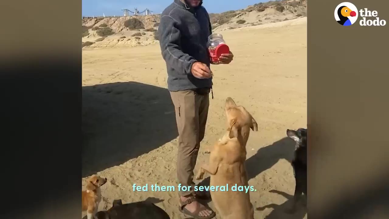 A person on a sandy beach holding a jar of treats and handing food to dogs.