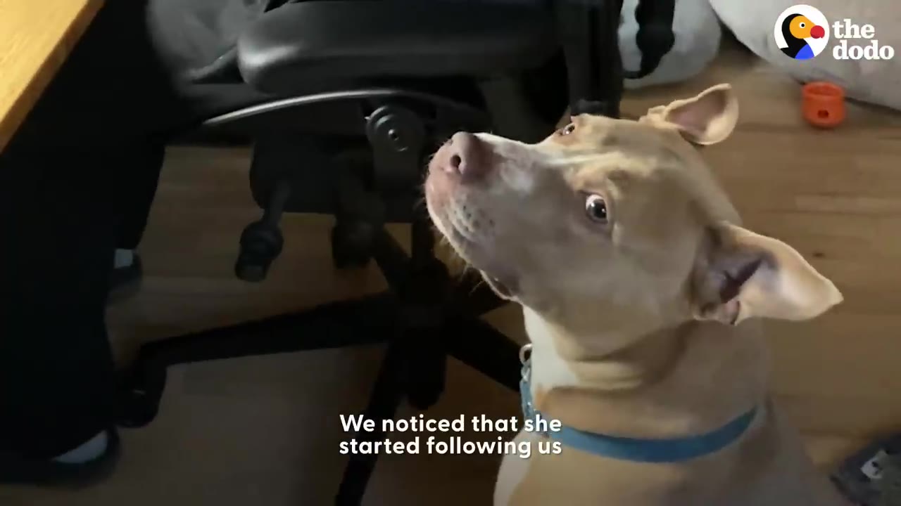 A tan pit bull mix dog with a blue collar looks up attentively inside a room next to an office chair.