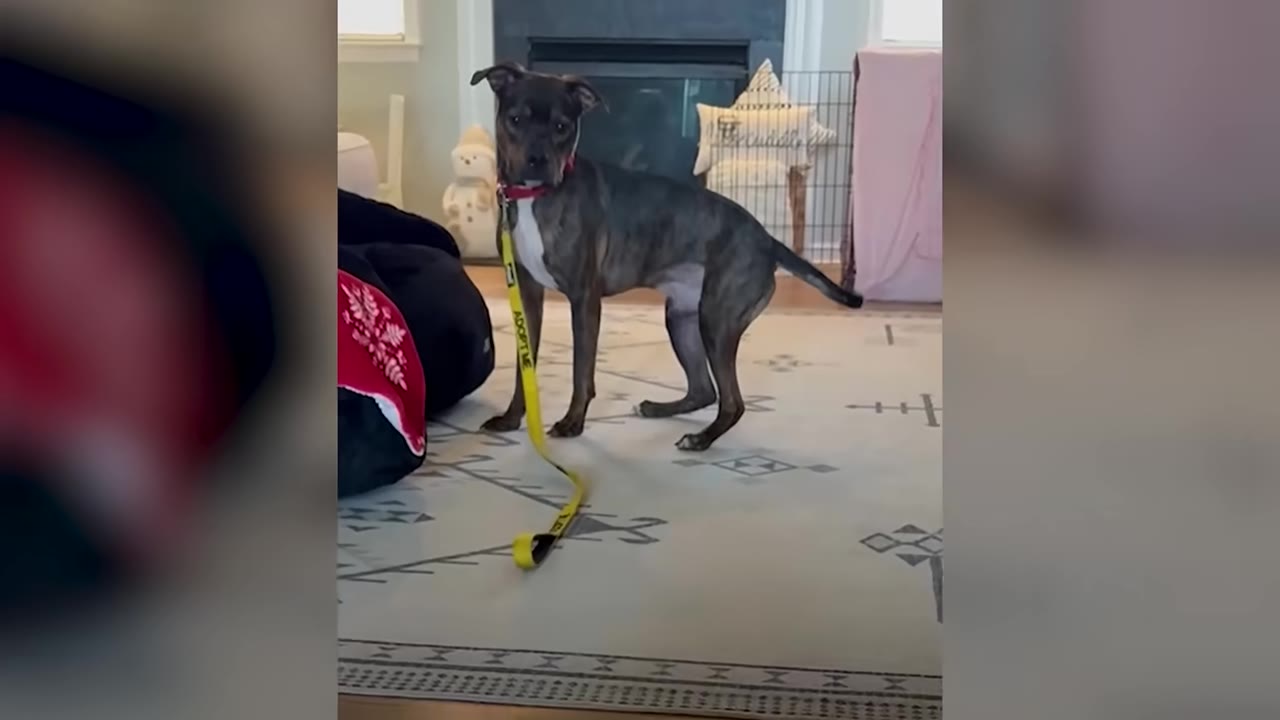 A brindle dog with a red collar and a yellow leash that says "ADOPT ME" stands cautiously on a patterned rug in a living room.