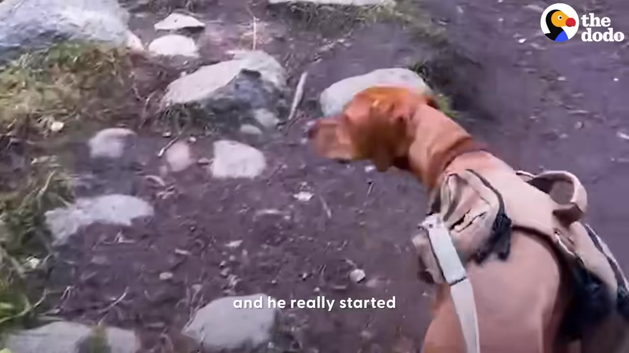 A reddish-brown dog wearing a beige harness backpack walks along a rocky outdoor path.