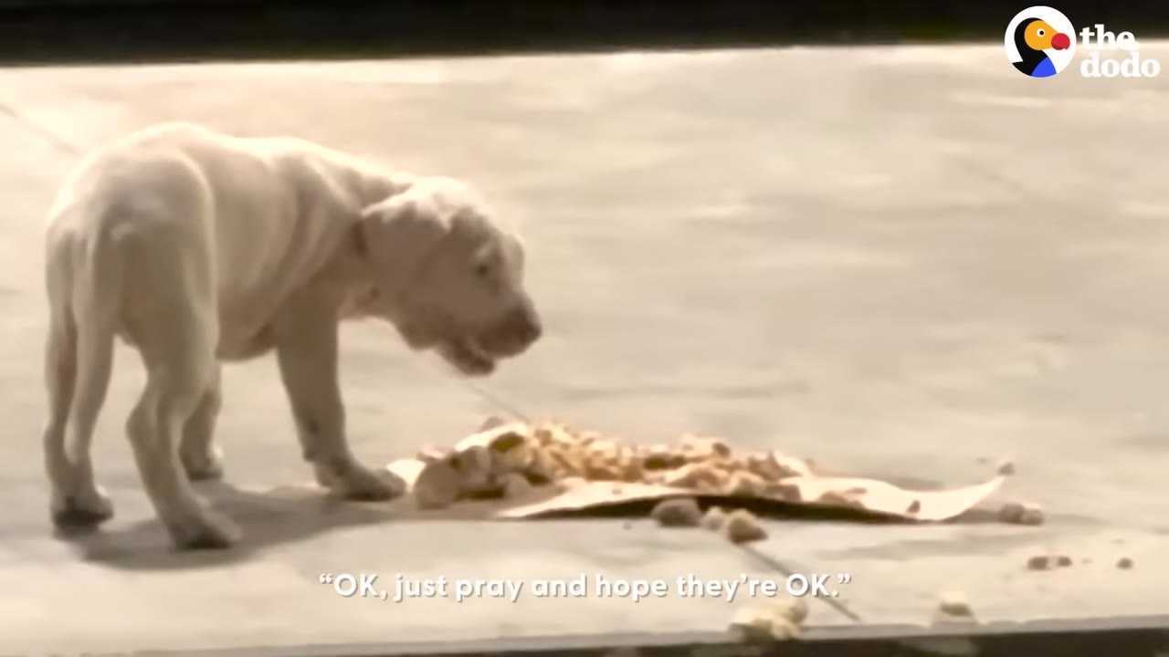 A light-colored puppy stands on a concrete surface next to a pile of food on a piece of cardboard, with the subtitle 'OK, just pray and hope they’re OK.'