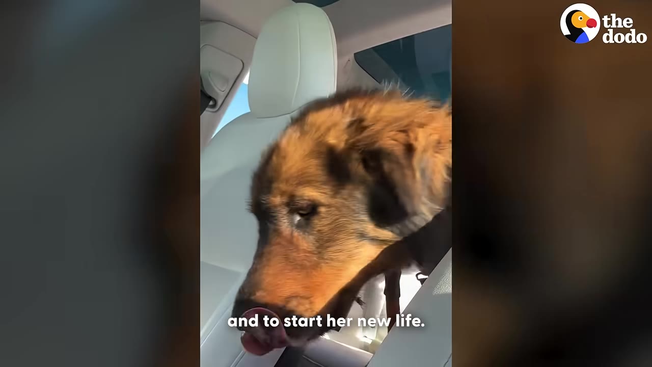 A brown and black dog sits in the white passenger seat of a car, licking her nose.