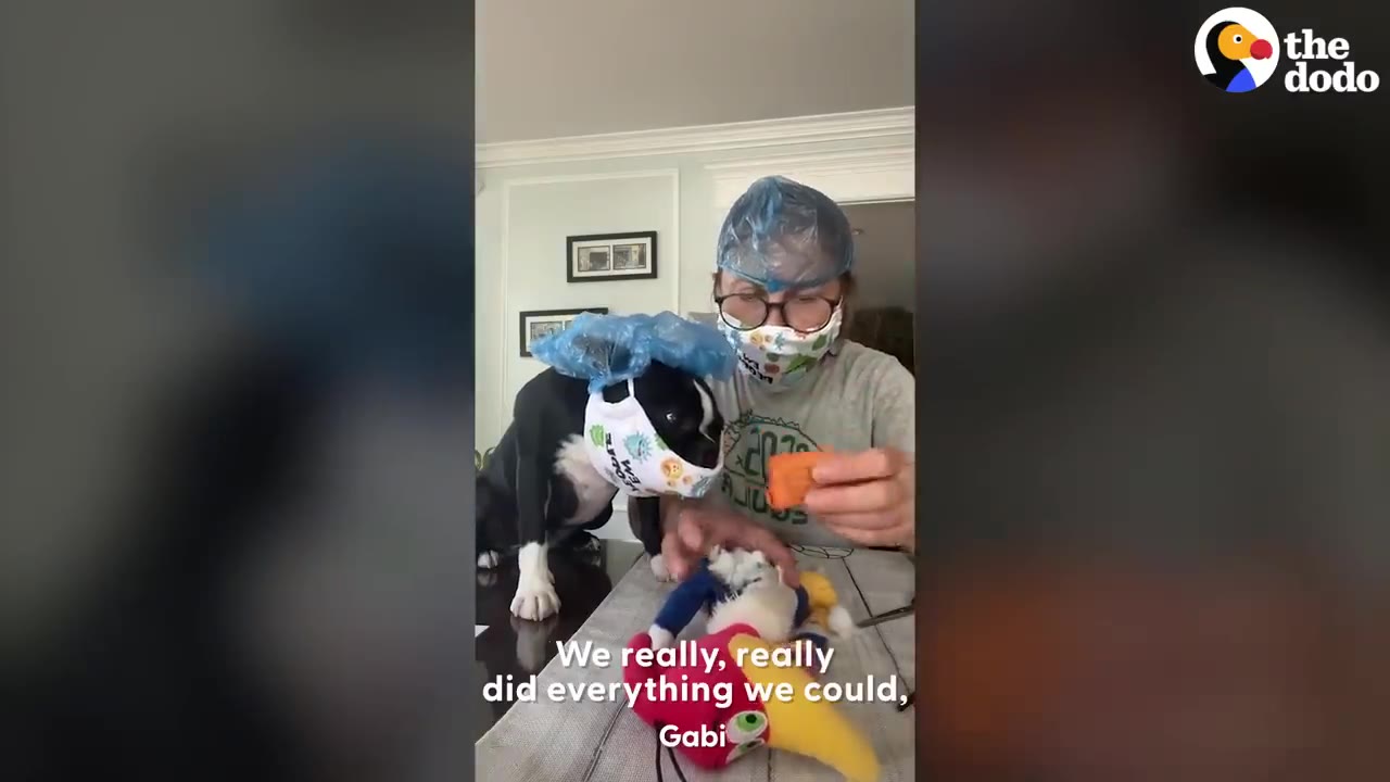 A person wearing a face mask and shower cap sitting at a table next to a dog in a matching mask and cap, examining a damaged stuffed toy.