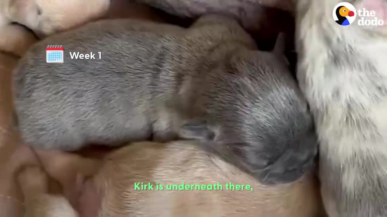 A tiny, newborn grey puppy sleeping alongside other puppies on a soft blanket.