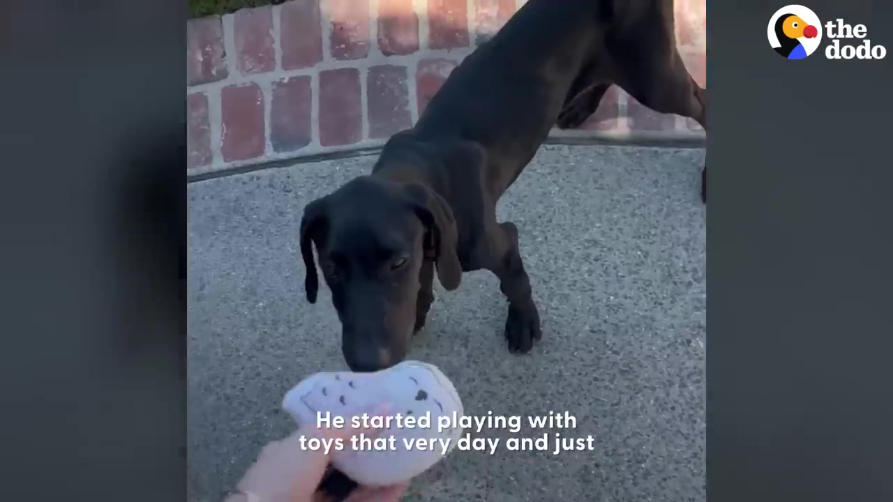 A thin black dog sniffing a plush toy held in a person's hand outdoors.