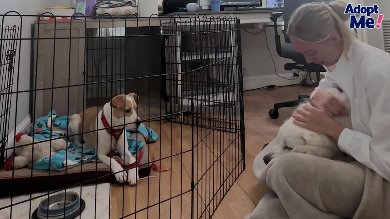 A tan and white dog lies inside a wire crate, watching a woman pet a fluffy white dog sitting on the floor nearby.